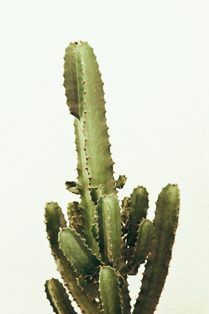 a large green cactus in a white pot