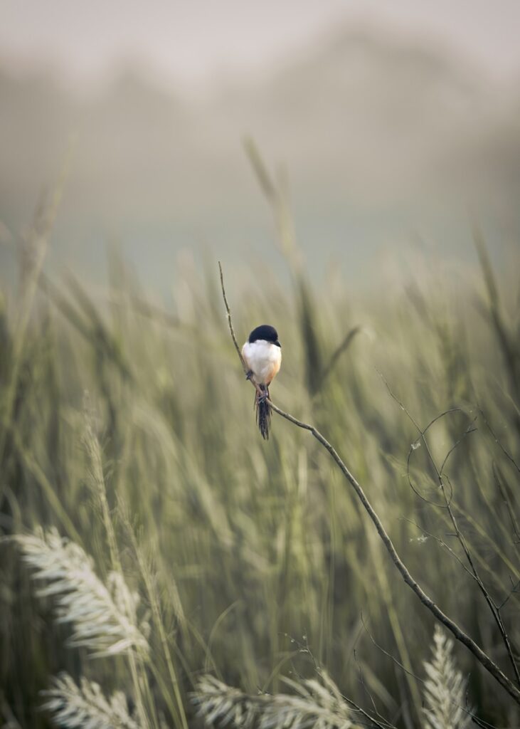 A small bird sitting on top of a tall grass covered field